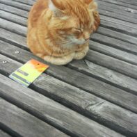 Augsburger-Campus-Cat