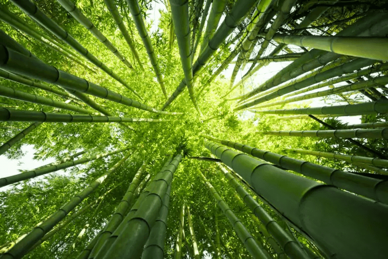 Bambusbäume von unten mit Blick nach oben