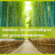 talk2move Blog - Bambus - so nachhaltig ist der grüne Alleskönner