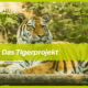 talk2move Blog - das Tigerprojekt WWF