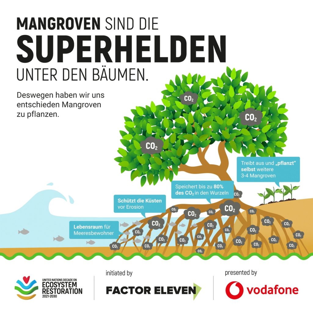 Mangroven sind die Superhelden unter den Bäumen