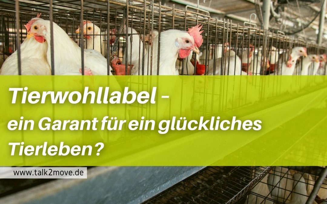 Tierwohllabel - ein Garant für ein glückliches Tierleben?