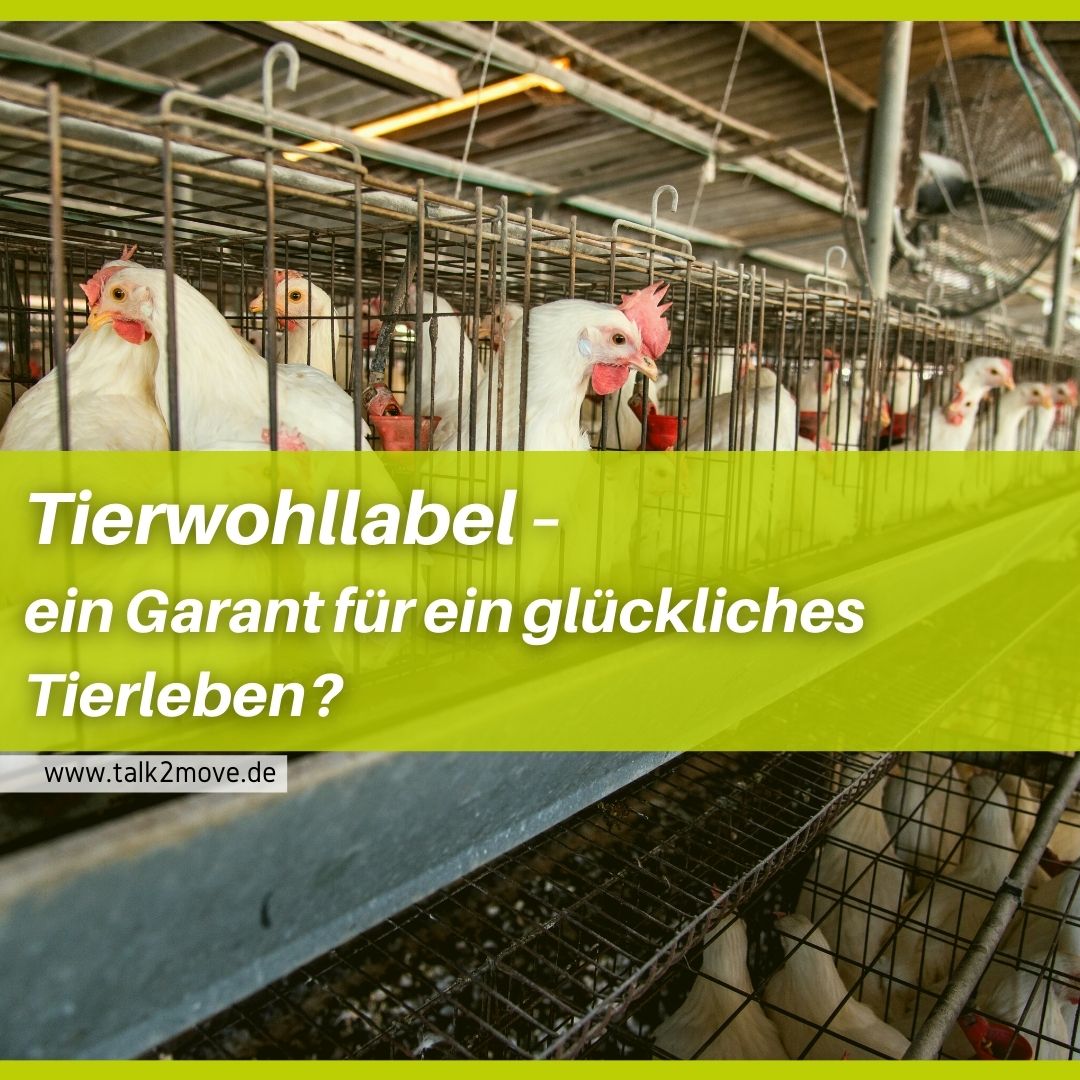 Tierwohllabel - ein Garant für ein glückliches Tierleben?