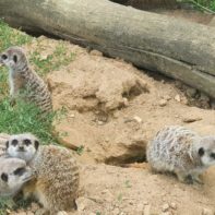 eine Gruppe von Erdmännchen in der Natur