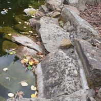 Hund schaut sich die Fische im Teich an