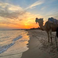 Ein Kamel am Strand in Tunesien