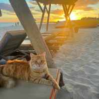 Eine orangene Katze auf einem Liegestuhl am Strand, während im Hintergrund die Sonne untergeht