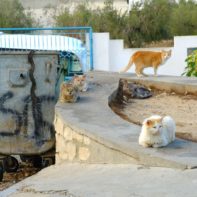 Fünf streunende Katzen in Tunesien